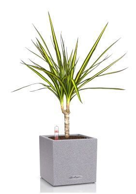 Драцена Маргината Санрей 12/40 см в CANTO STONE 14, серый камень 