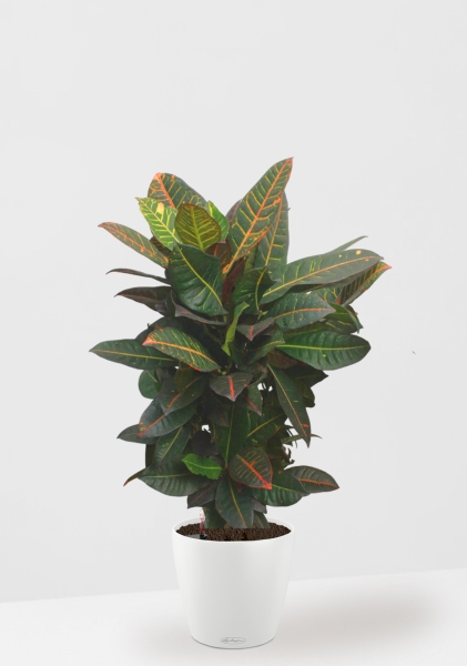 Кротон (Кодиеум) Петра 27/100 см в CLASSICO Color 35