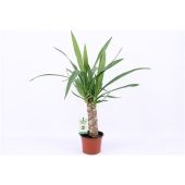 Юкка 1 ствол 25см Stem d12 см 50 см тип 1