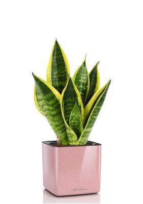 Сансевиерия Футура Суперба в CUBE GLOSSY KISS 14, кремовый блестящий Сансевиерия Футура Суперба в CUBE GLOSSY KISS 14, кремовый блестящий