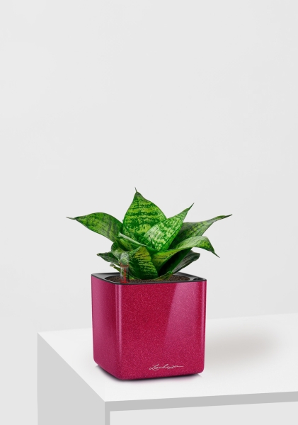 Сансевиерия Ханни 12/25 см в CUBE GLOSSY KISS 14 Сансевиерия Ханни 12/25 см в CUBE GLOSSY KISS 14