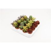 Седум микс d5.5 см h10 см Седум микс d5.5 см h10 см