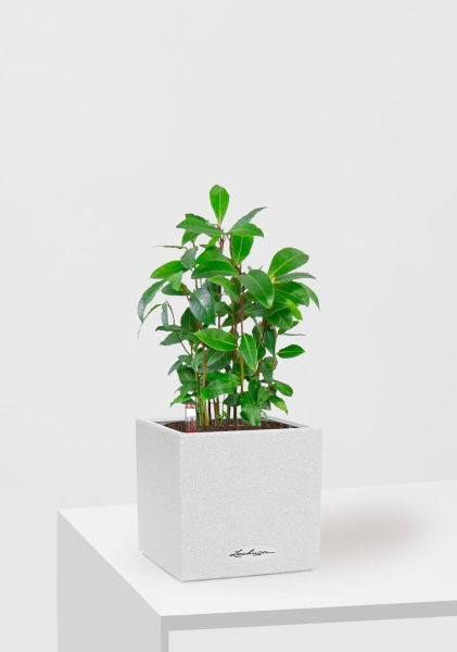 Лавр 9/30 см в CANTO STONE 14 Лавр 9/30 см в CANTO STONE 14