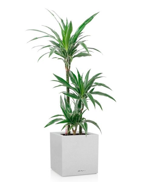 Драцена Варнески 3 ствола в CANTO STONE LOW 30