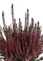 Вереск (Эрика) бордовый в OJO