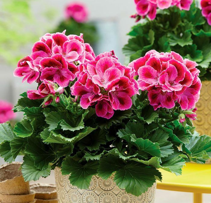 Какие цветы в горшке подарить на День Рождения?