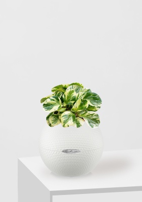 Пеперомия Биколор в PURO 20, белый Пеперомия Биколор в PURO 20, белый