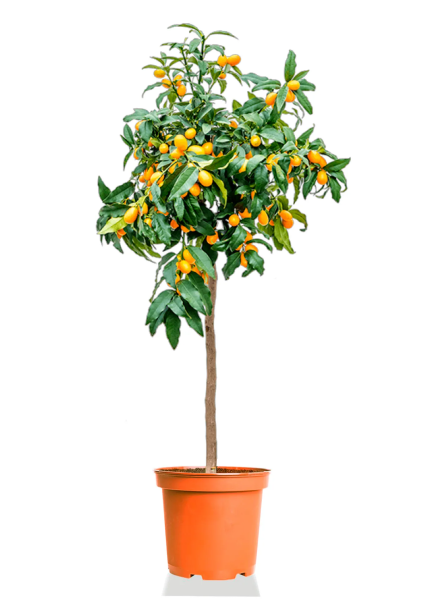 Цитрофортунелла Кумкват на стволе 40/150 см