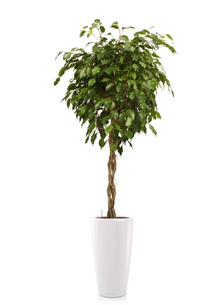 Фикус Экзотика переплетенный 30/150 см в RONDO 40 Фикус Экзотика переплетенный 30/150 см в RONDO 40