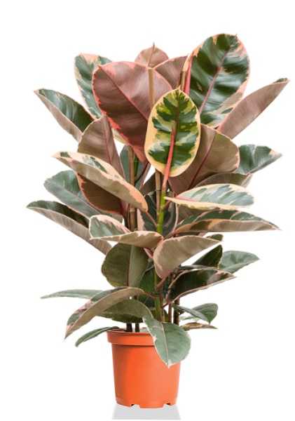 Фикус Эластика Бейлиз 3 ствола d27 см h110 см