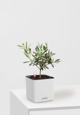 Олива 12/30 см в CUBE COLOR 14