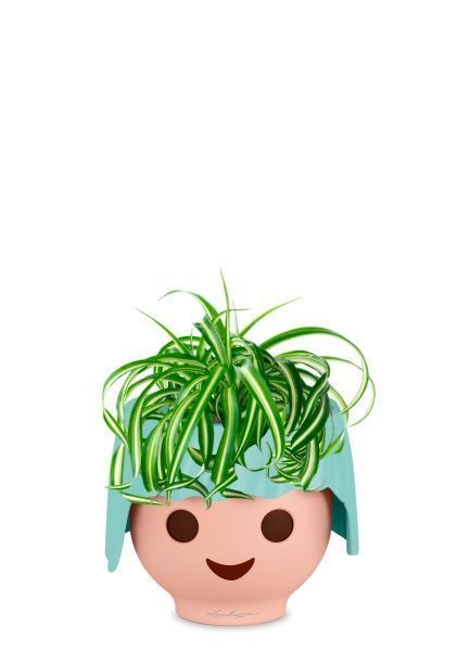 Хлорофитум Бонни 12/25 см в OJO