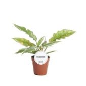 Филодендрон Ring Of Fire d12 см h25 см тип 1 Филодендрон Ring Of Fire d12 см h25 см тип 1