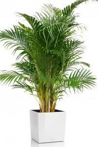 Хризалидокарпус CUBE 50/220 см Белый блестящий Хризалидокарпус CUBE 50/220 см Белый блестящий