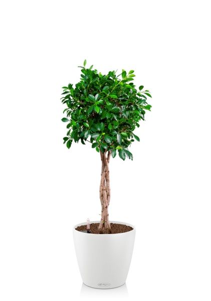 Фикус Нитида переплетенный 23/110 см в CLASSICO COLOR 28