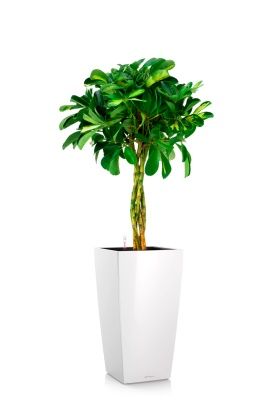 Шеффлера Голд Капелла 21/75 см в CUBICO 30, белый блестящий