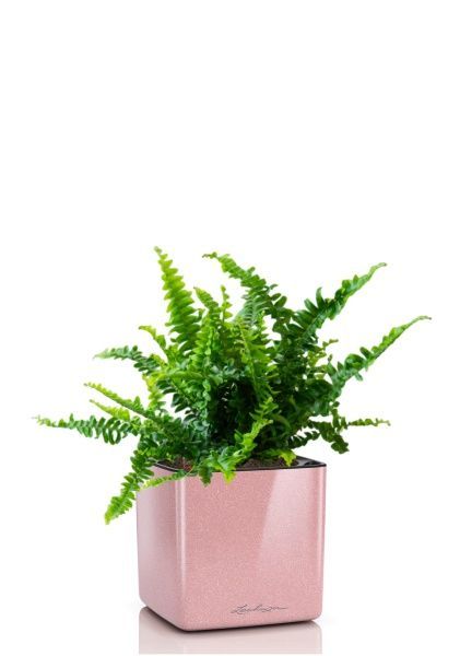 Нефролепис в CUBE GLOSSY KISS 14