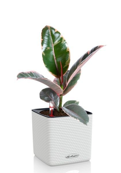 Фикус Эластика Белиз 12/45 см в CUBE COLOR 14 Фикус Эластика Белиз 12/45 см в CUBE COLOR 14