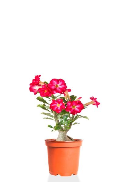 Адениум Пинк Стар 13/25 см (Голландия)