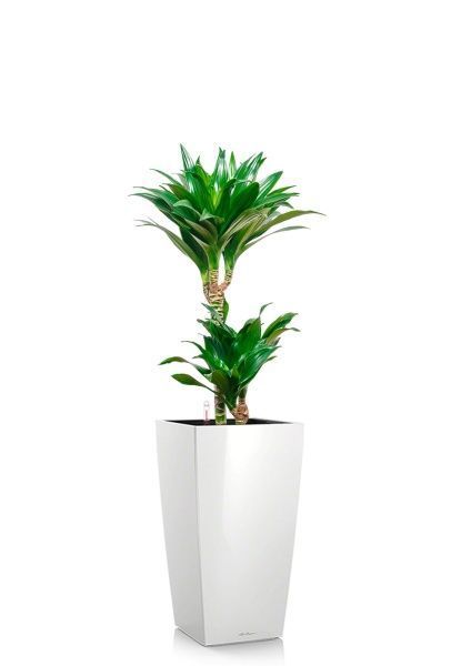 Драцена Компакта 2 ствола 19/80 см в CUBICO 22 Драцена Компакта 2 ствола 19/80 см в CUBICO 22