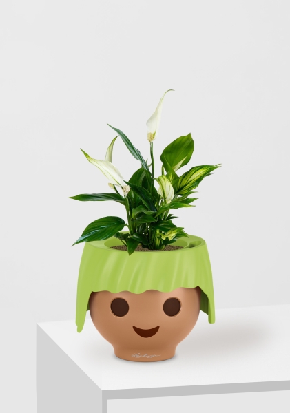 Спатифиллум 12/35 см в OJO Спатифиллум 12/35 см в OJO