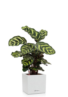 Калатея Макояна 12/35 см в CANTO STONE 14, песочный белый Калатея Макояна 12/35 см в CANTO STONE 14, песочный белый