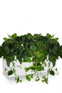 Филодендрон микс в Cottage 50