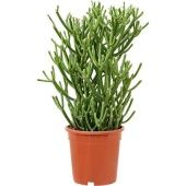 Эуфорбия Тирукали d17 см h55 см Эуфорбия Тирукали d17 см h55 см