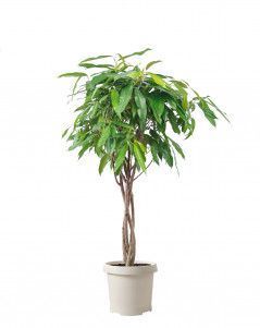 Фикус Амстел Кинг переплетенный 23/120 см Фикус Амстел Кинг переплетенный 23/120 см