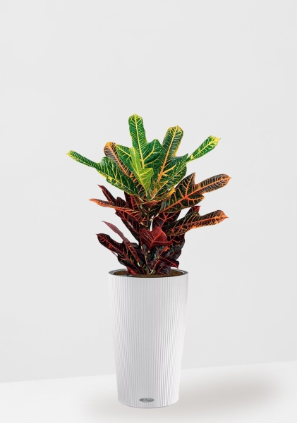 Кротон (Кодиеум) Экселент 17/50 см в CILINDRO 23 Кротон (Кодиеум) Экселент 17/50 см в CILINDRO 23