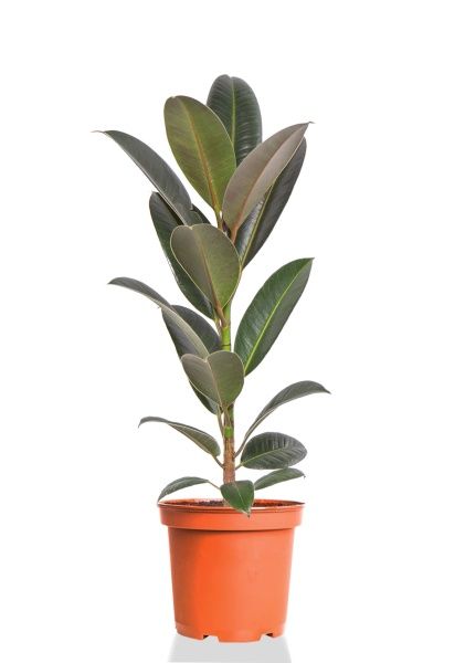 Фикус Эластика Мелани 14/40 Фикус Эластика Мелани 14/40