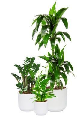 Набор для озеленения офиса № 4 (Спатифиллум, Замиокулькас Зензи, Драцена Джанет Крейг 3 ствола) Набор для озеленения офиса № 4 (Спатифиллум, Замиокулькас Зензи, Драцена Джанет Крейг 3 ствола)