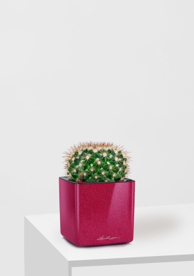 Кактус Маммиллярия Унцината 12/20 см в CUBE GLOSSY KISS 14, вишнево-розовый блестящий