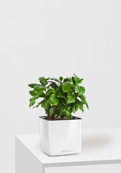 Кофе 12/30 см в CUBE GLOSSY 14