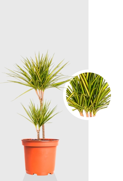 Драцена Маргината Санрей 2 ствола 17/70 см