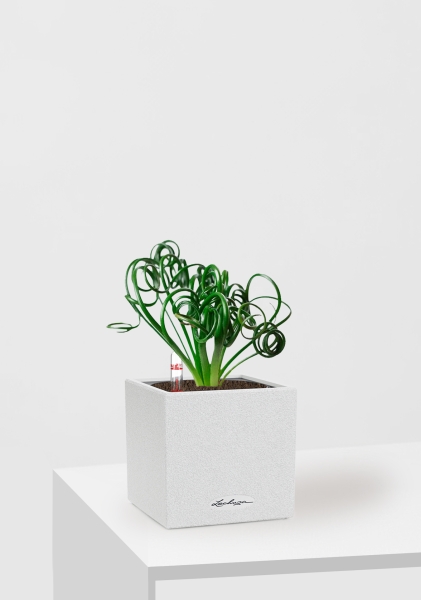 Альбука Спиралис 12/25 см в CANTO STONE 14