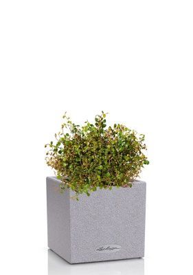 Мюленбекия 12/20 см в CANTO STONE 14, серый камень