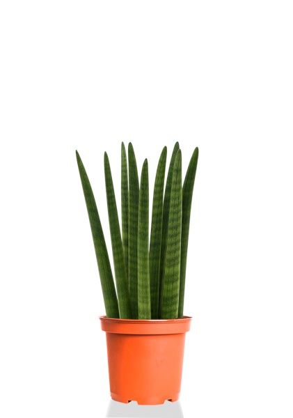 Сансевиерия Цилиндрика Спагетти 12/40 см Сансевиерия Цилиндрика Спагетти 12/40 см