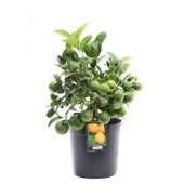 Цитрус Лимон на стволе d15 см h34 см тип 1