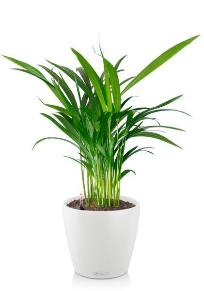 Хризалидокарпус Арека 14/60 в CLASSICO 18