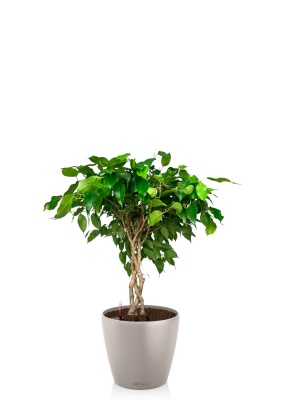 Фикус Бенджамина Тарана 12/40 см в CLASSICO COLOR 18