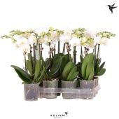 Фаленопсис 2 ствола White (ok) d9 см h40 см