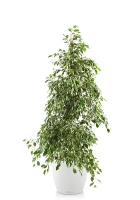 Фикус Бенджамина Голден Кинг пирамида 27/140 см в CLASSICO COLOR 35