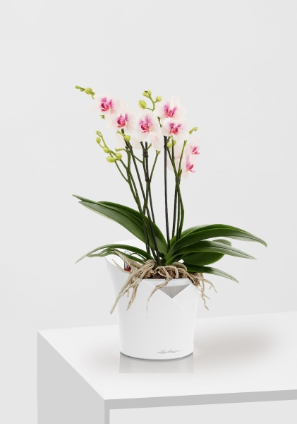 Фаленопсис Монро в ORCHIDEA 18