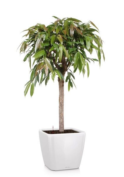 Фикус Амстел Кинг на штамбе 27/120 в QUADRO LS 35 Фикус Амстел Кинг на штамбе 27/120 в QUADRO LS 35