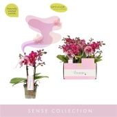 Фаленопсис 2 ствола Aromio Fruity (opti) d7 см h25 см