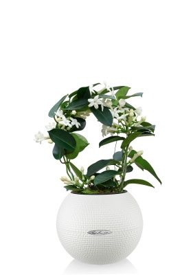 Стефанотис 12/30 см в PURO 20, белый