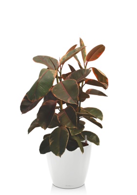 Фикус Эластика Белиз 3 ствола 27/100 см CLASSICO LS 35, белый блестящий