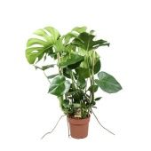 Монстера Делициоза на опоре d21 см h100 см