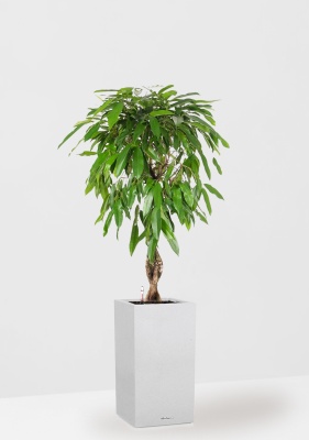 Фикус Амстел Кинг переплетенный 27/120 см в CANTO STONE HIGH 40, песочный белый Фикус Амстел Кинг переплетенный 27/120 см в CANTO STONE HIGH 40, песочный белый